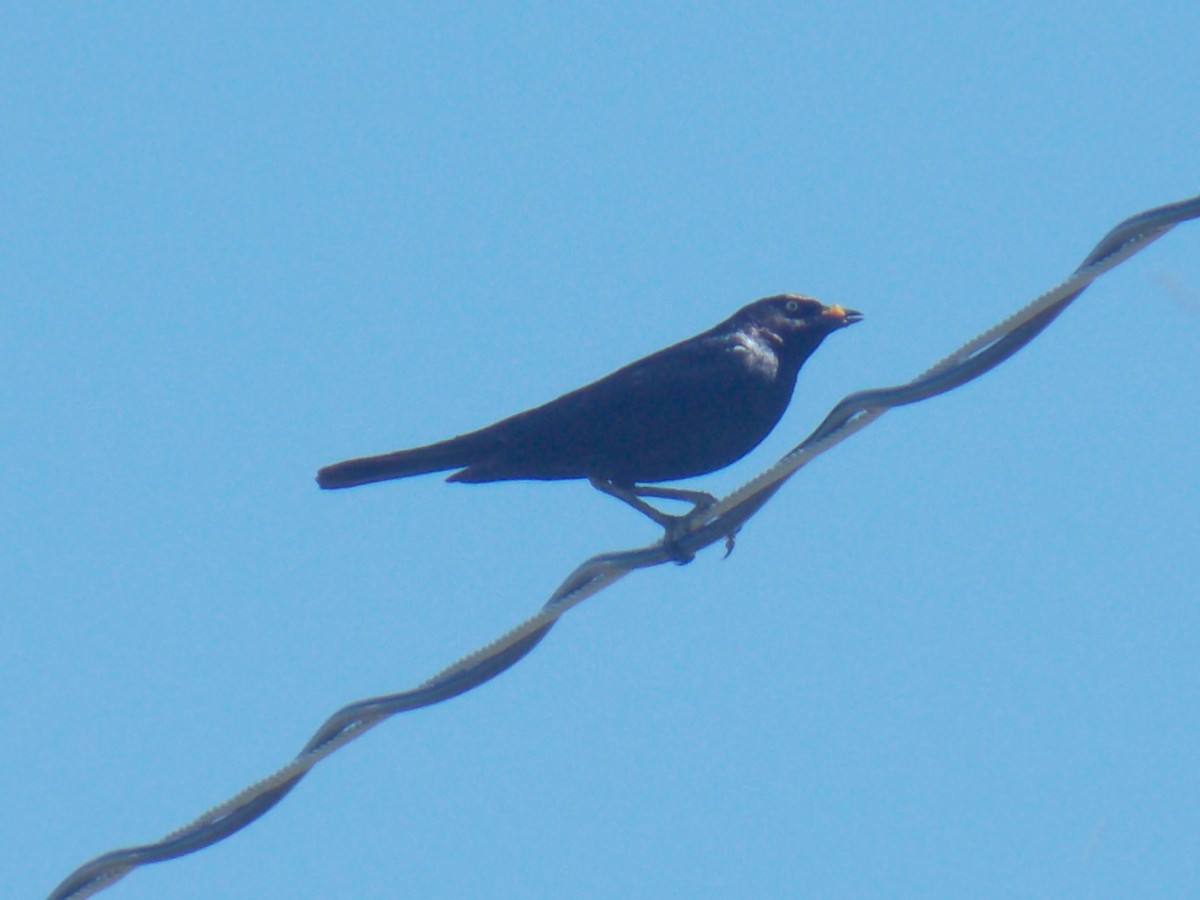 Brewer's Blackbird - ML77796021