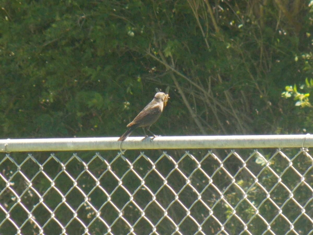 Brown-headed Cowbird - ML77796341