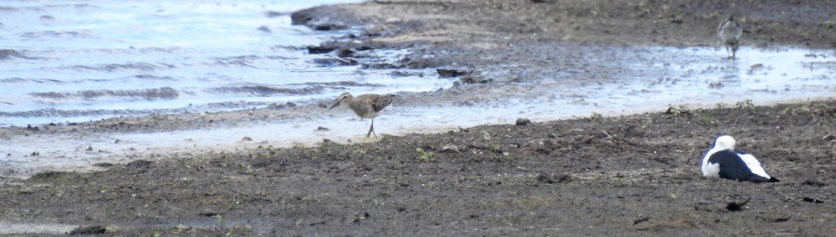 Pectoral Sandpiper - ML77796401