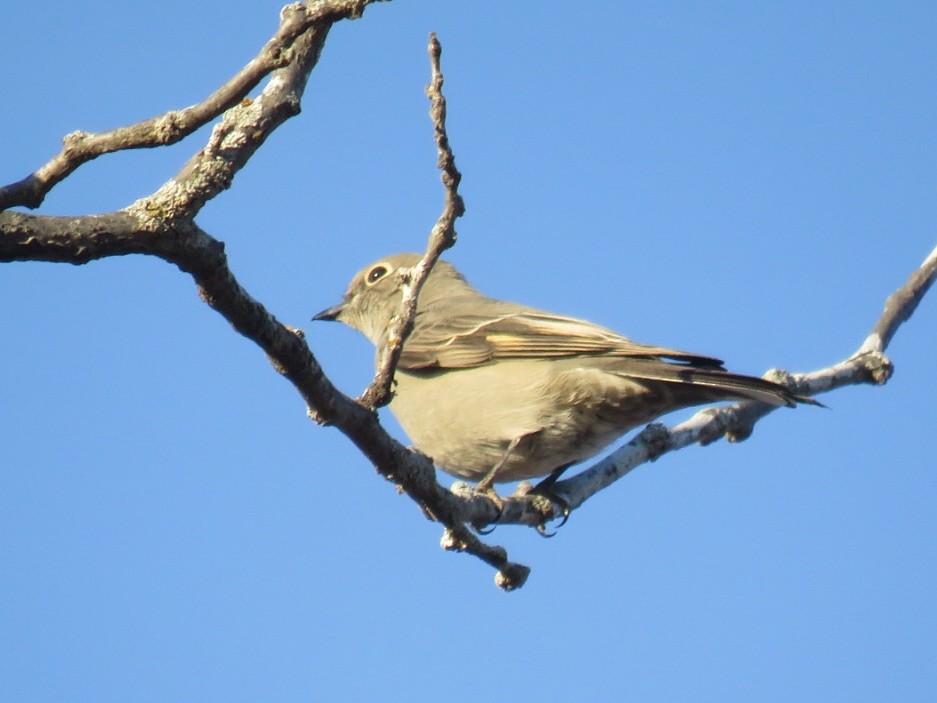 Townsend's Solitaire - ML77797221
