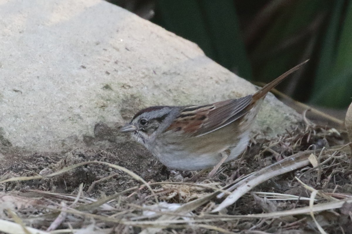 Swamp Sparrow - ML77803421