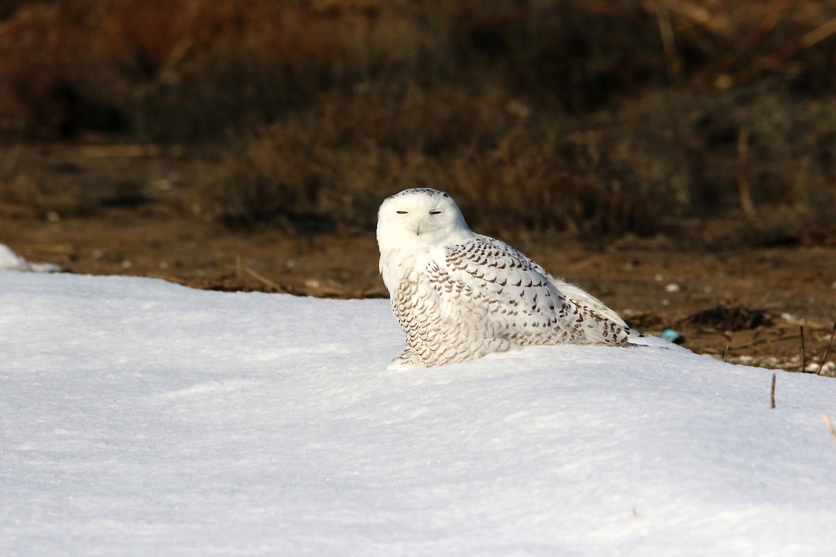 Snowy Owl - ML77804051