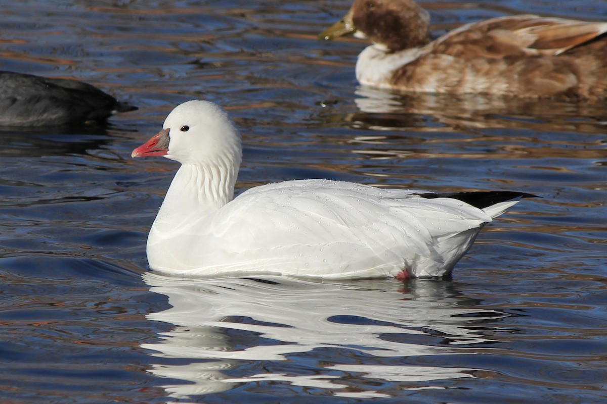 Ross's Goose - ML77804951