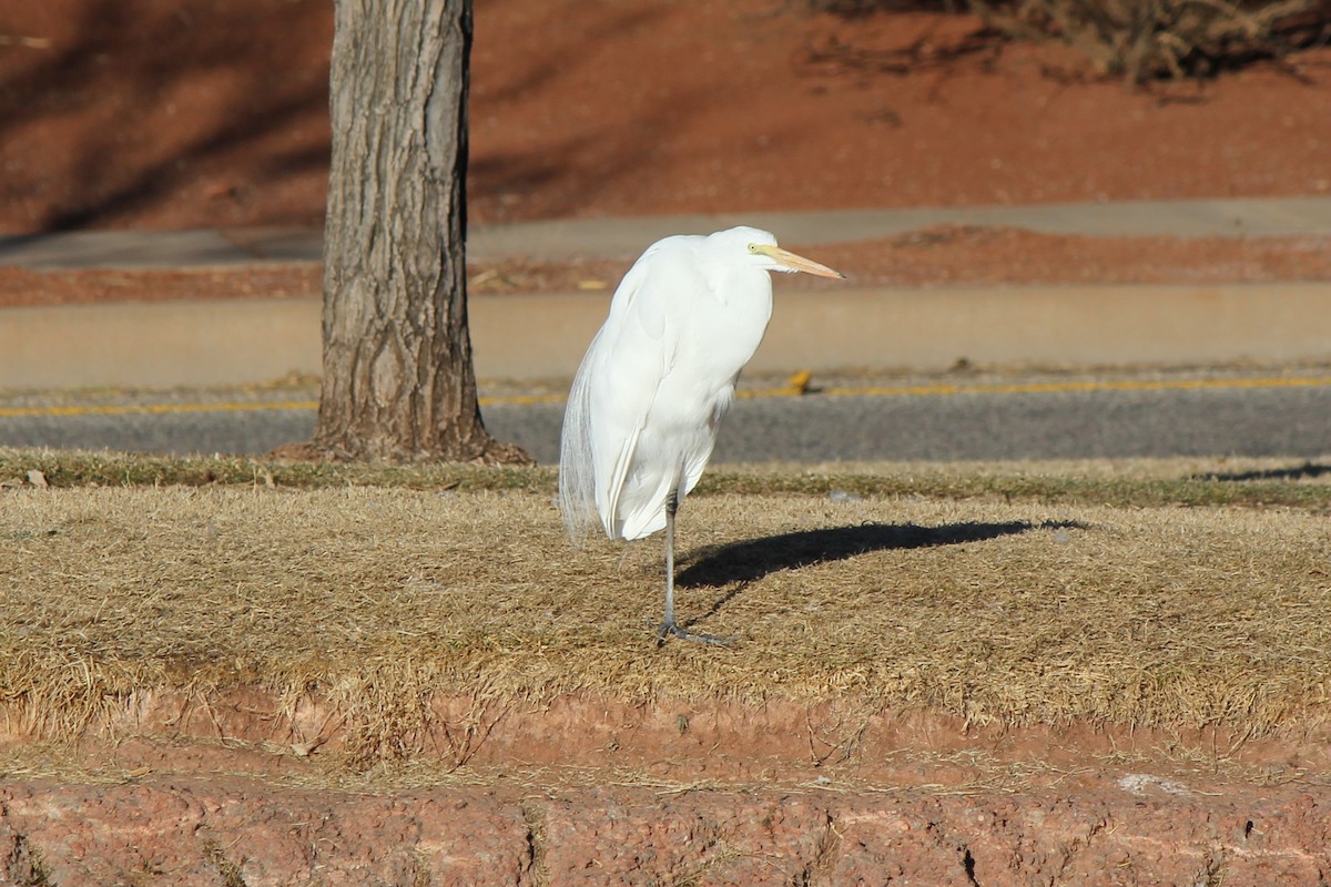 Great Egret - ML77805061