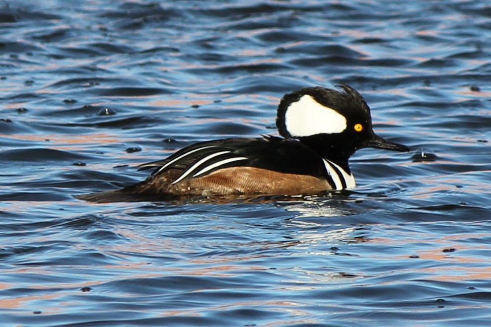 Hooded Merganser - ML77805121