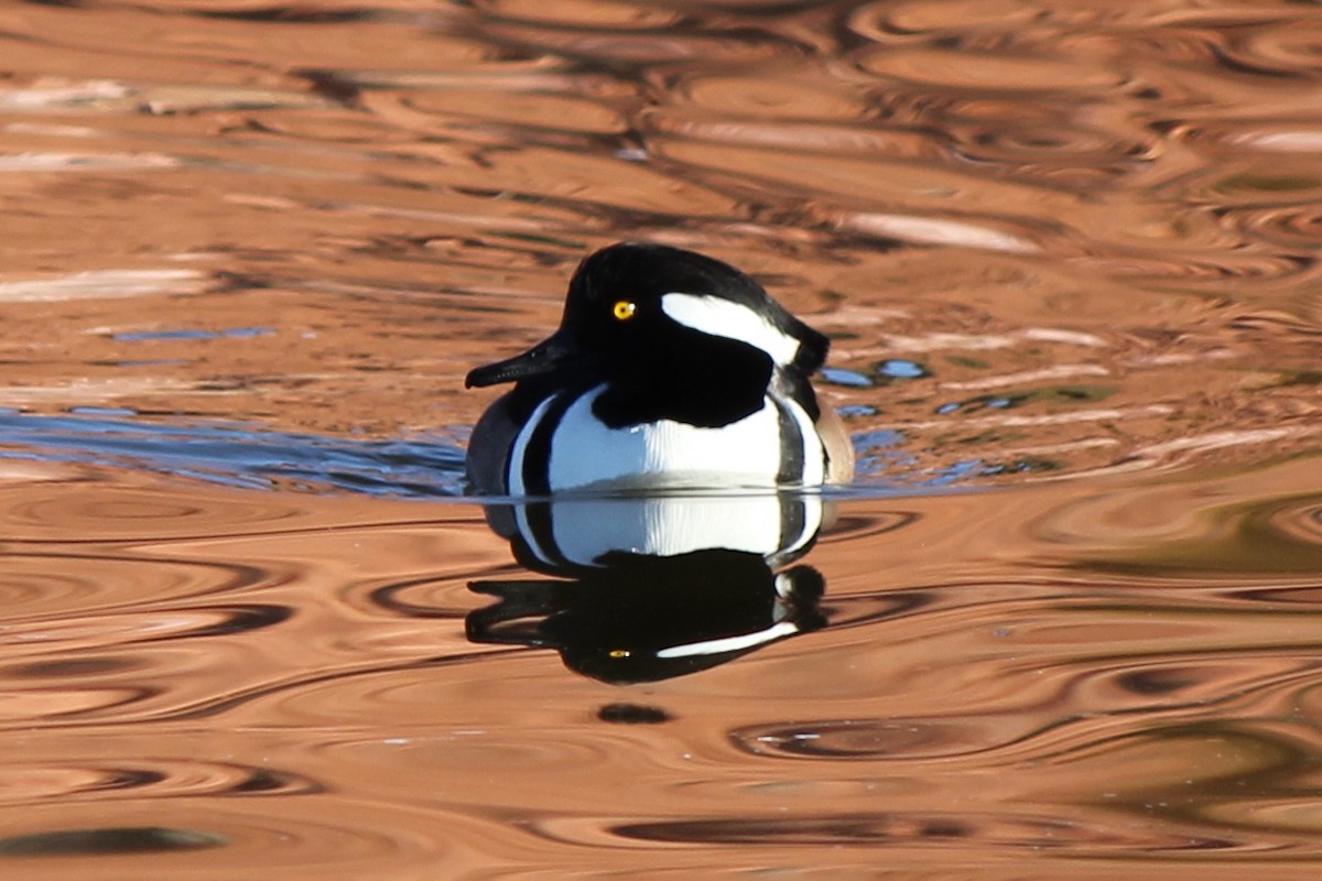 Hooded Merganser - ML77805131