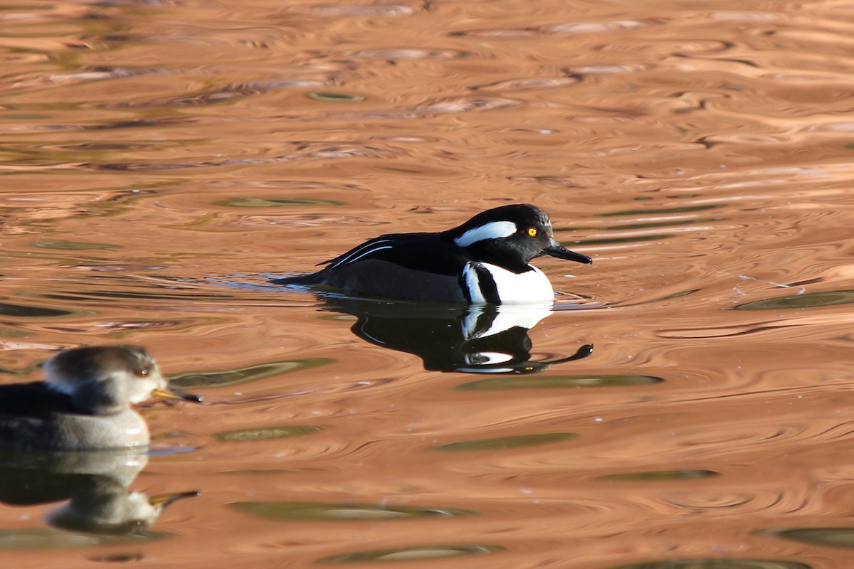 Hooded Merganser - Kenny Frisch