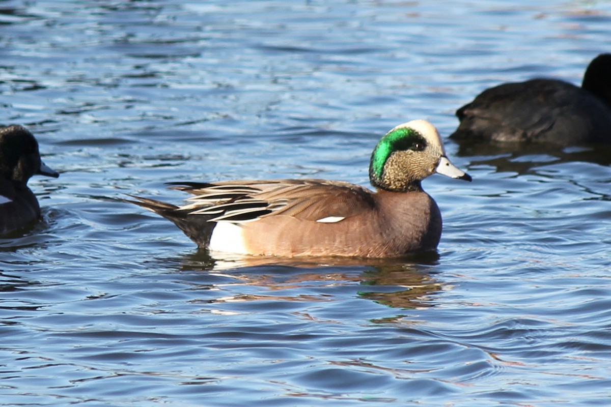 American Wigeon - ML77805191