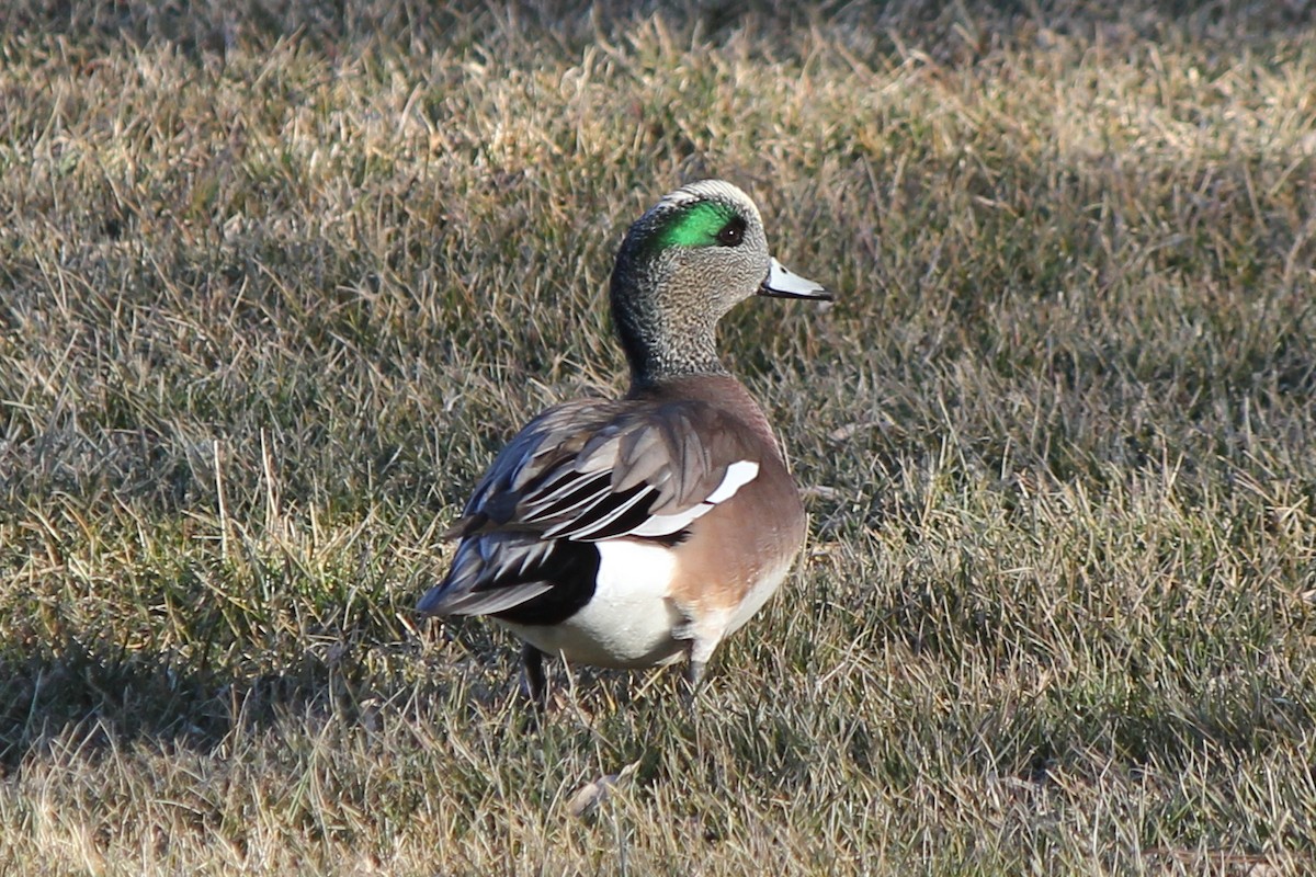 American Wigeon - ML77805231