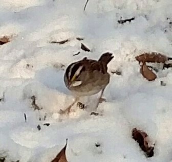 White-throated Sparrow - ML77806621
