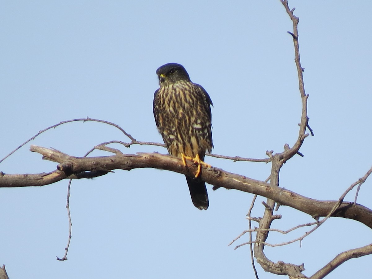 Merlin (columbarius) - ML77807521