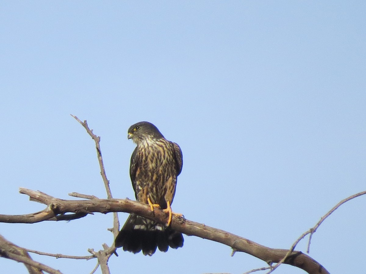 Belatz txikia (columbarius) - ML77807541