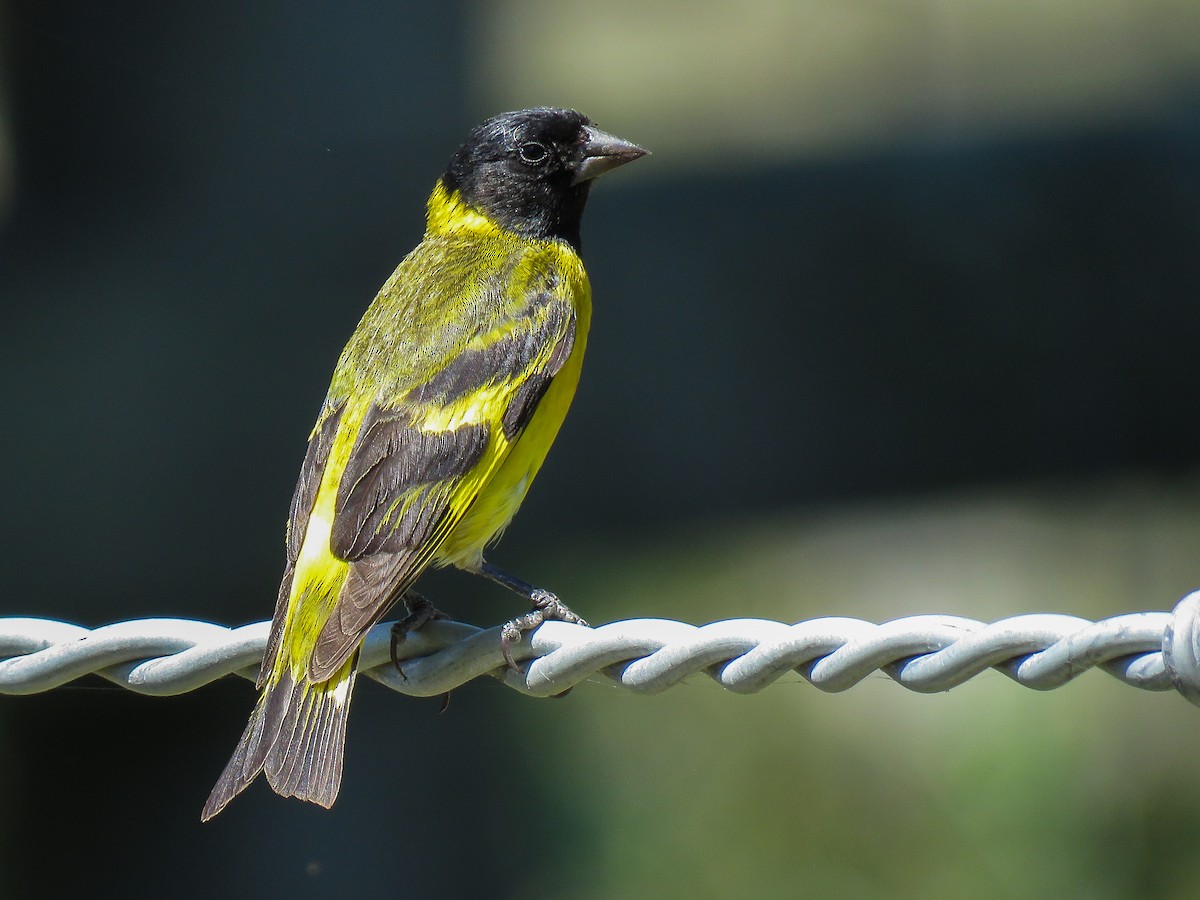 Hooded Siskin - ML77809851