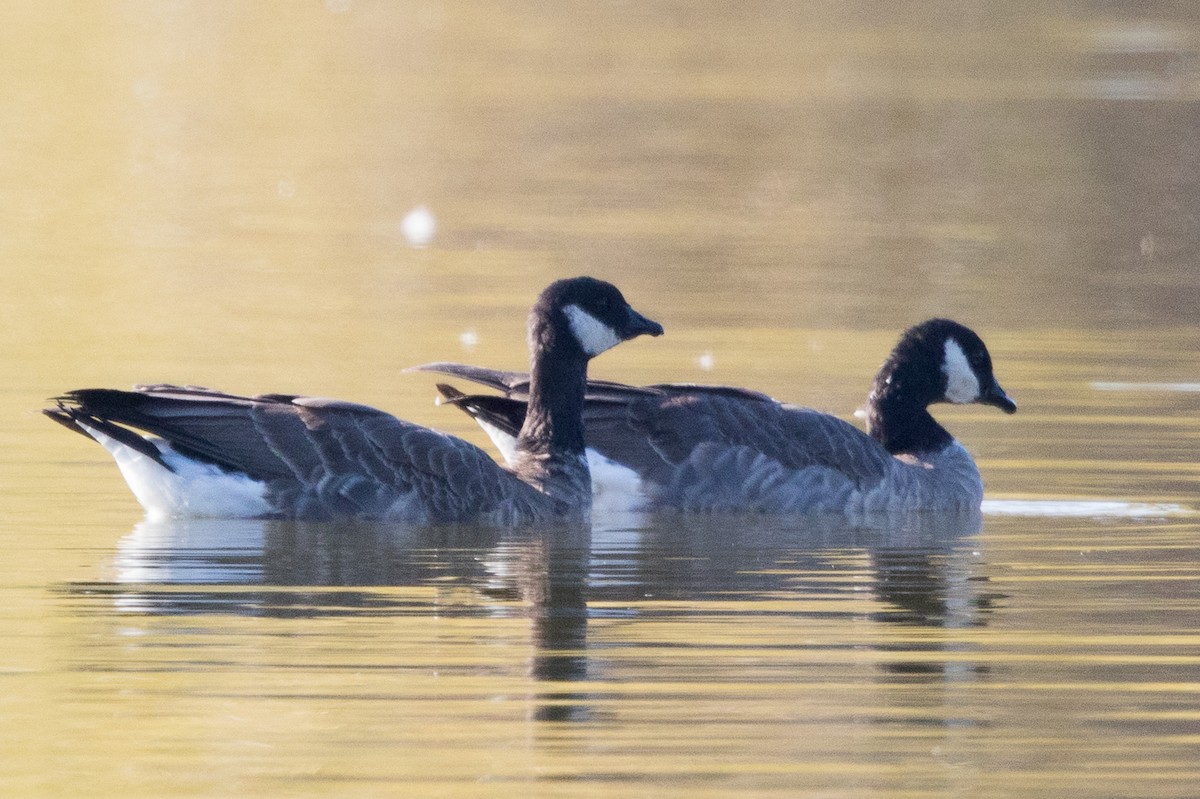 Cackling Goose - Garrett Lau