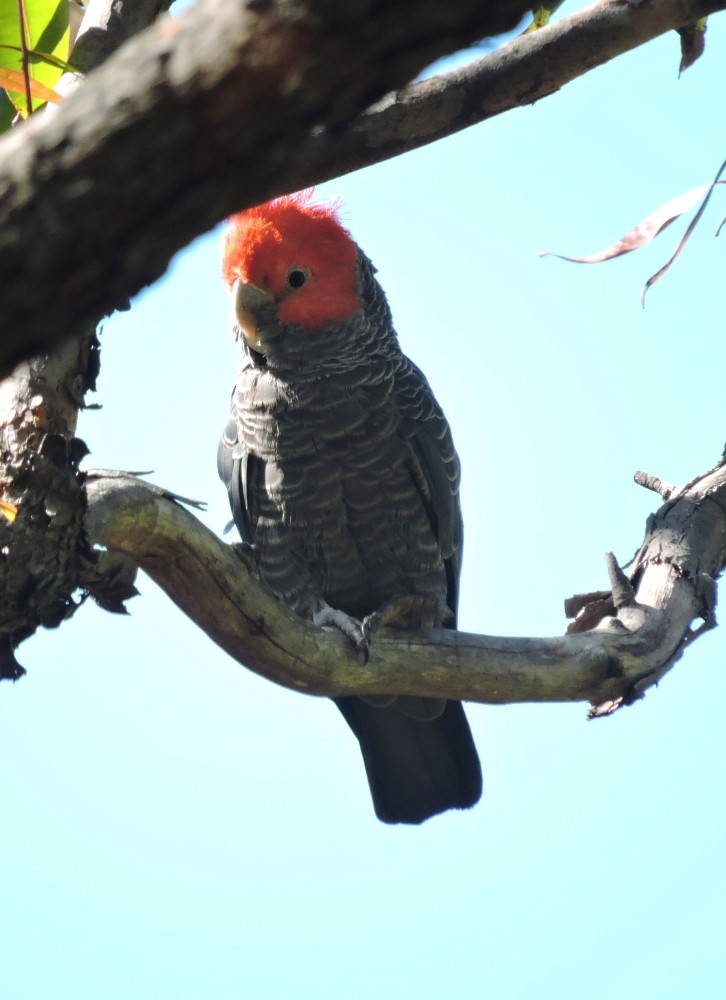 Gang-gang Cockatoo - ML77811651