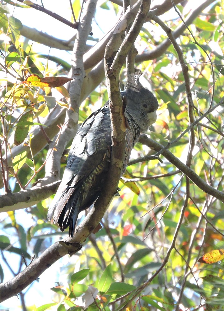Gang-gang Cockatoo - ML77811741