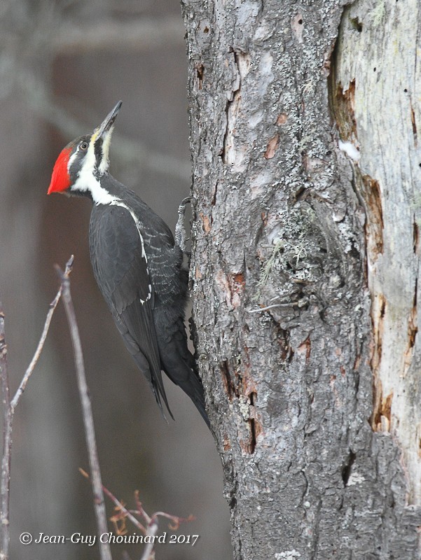 Pileated Woodpecker - ML77814211