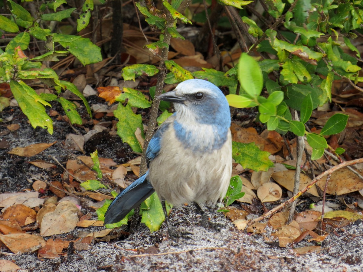 Florida Scrub-Jay - ML77815241