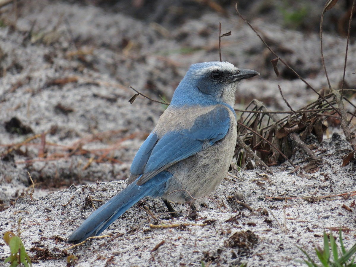 Florida Scrub-Jay - WS Barbour