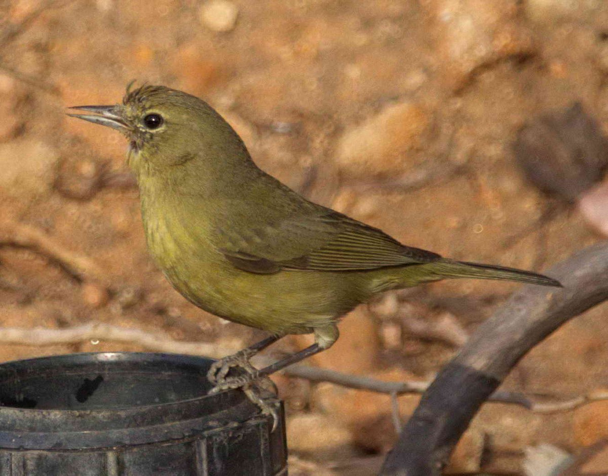 Orange-crowned Warbler - ML77817611