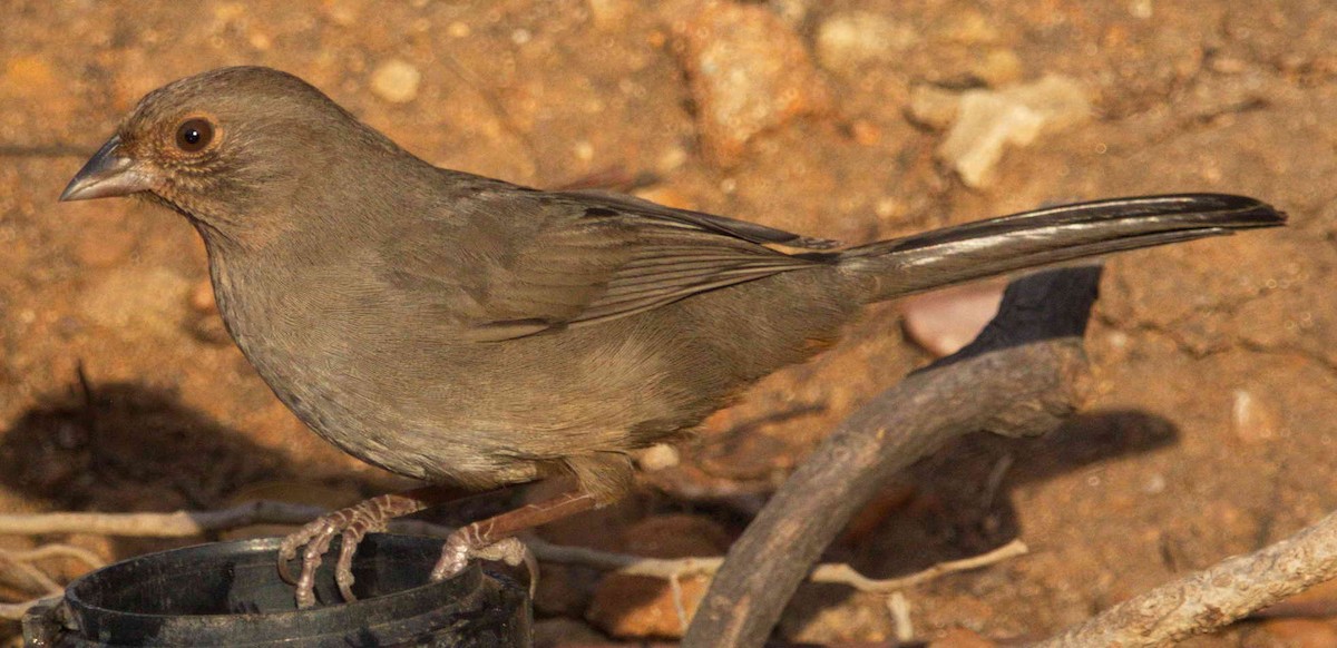 California Towhee - ML77817971