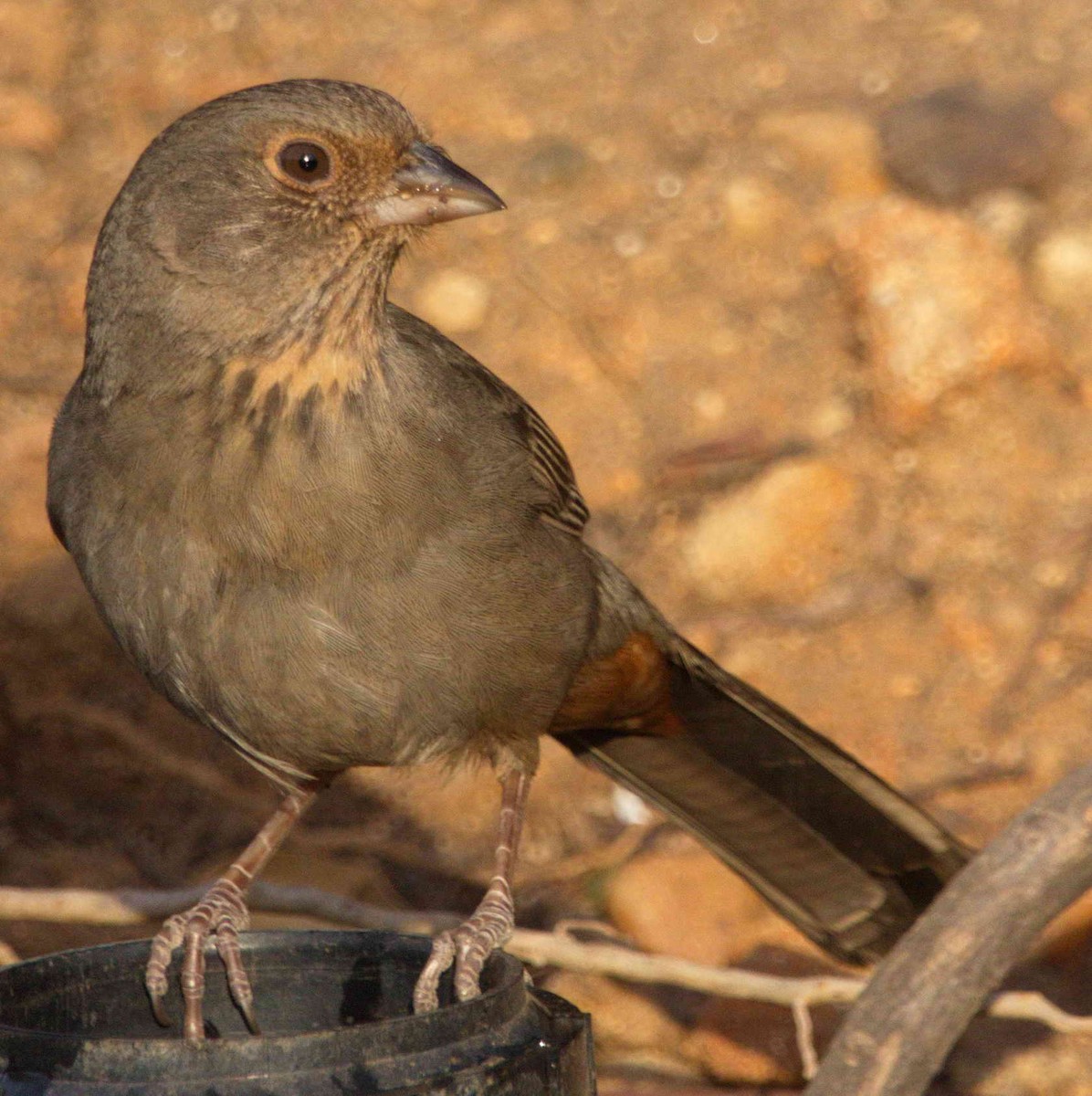 California Towhee - ML77817981