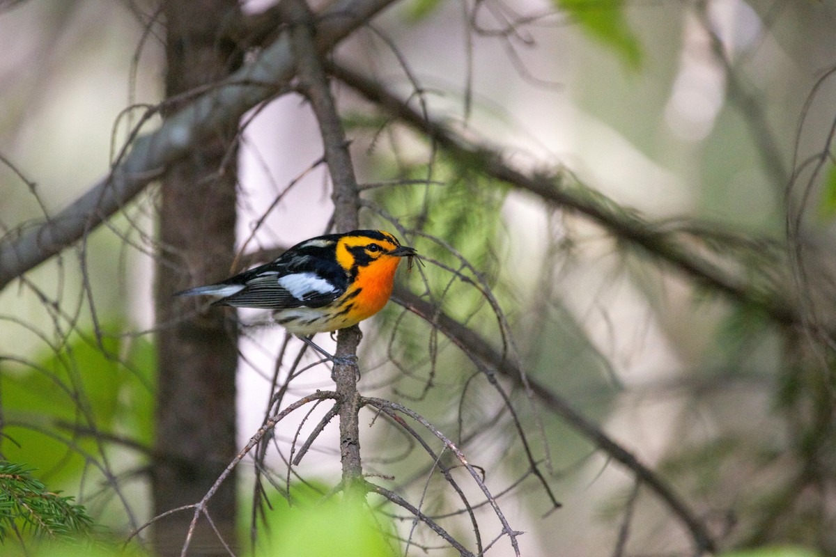 Blackburnian Warbler - ML77818521