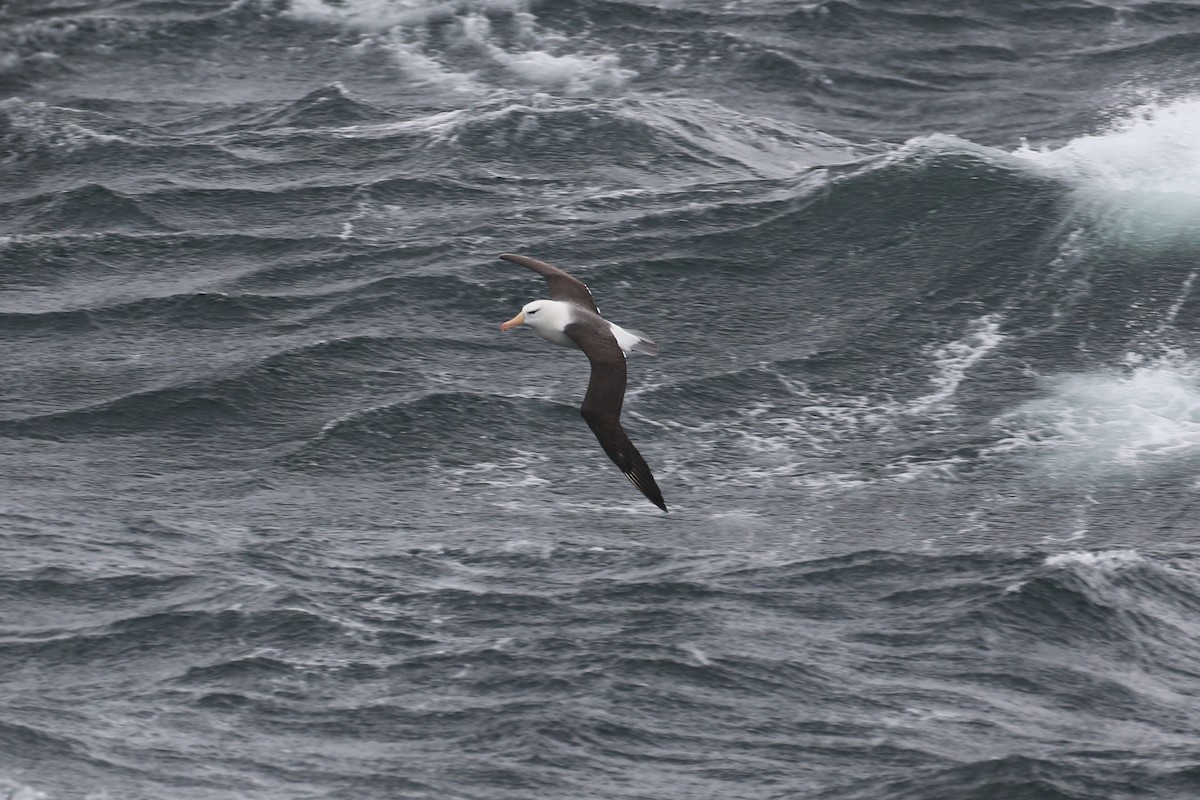 Albatros à sourcils noirs - ML77821151