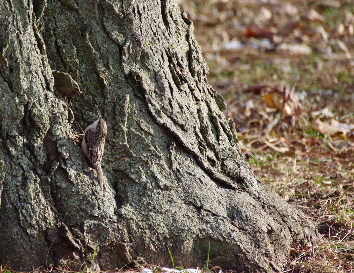 Brown Creeper - Ryan Fuller