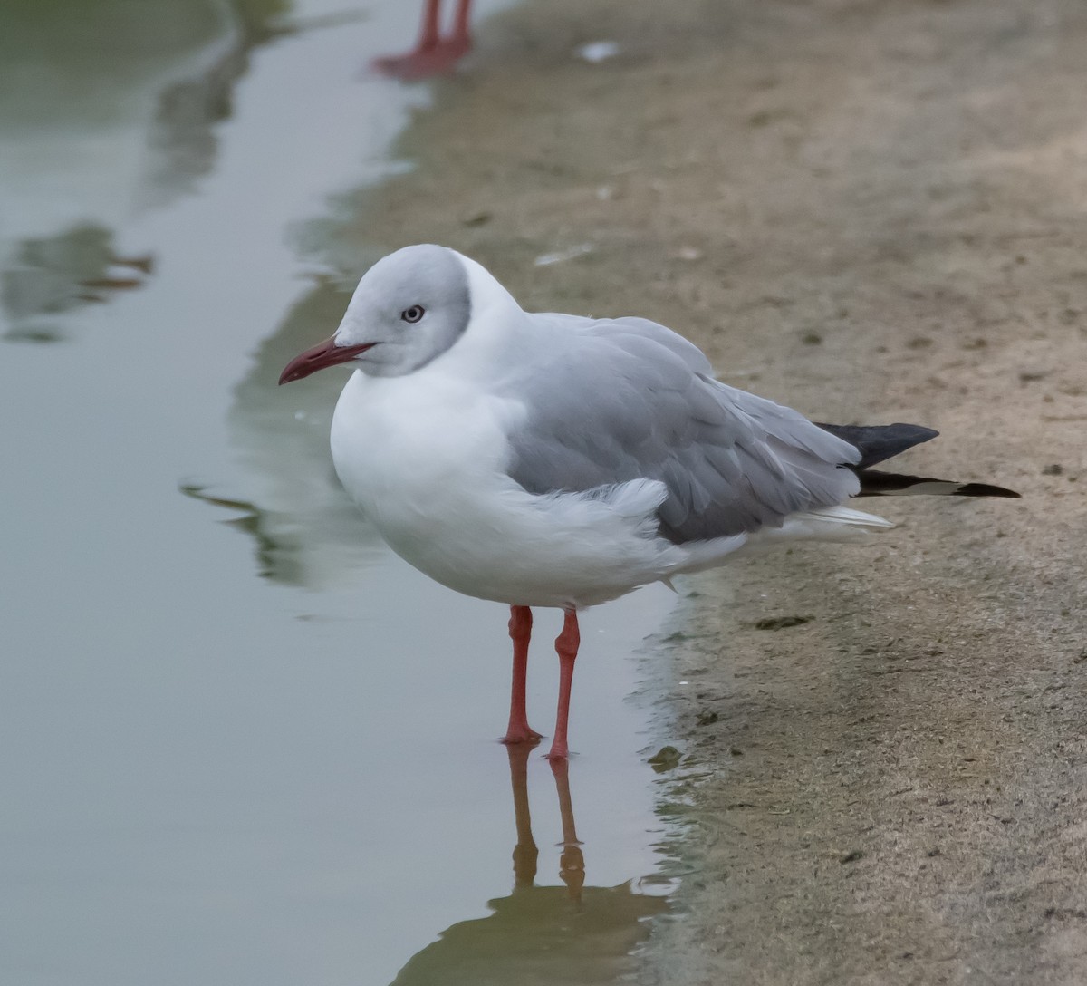 Gray-hooded Gull - Jon Sund