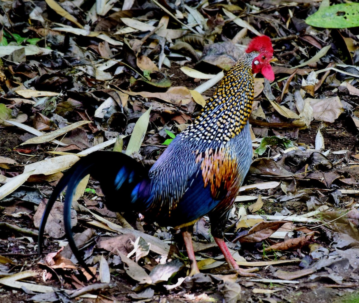 Gray Junglefowl - ML77821361