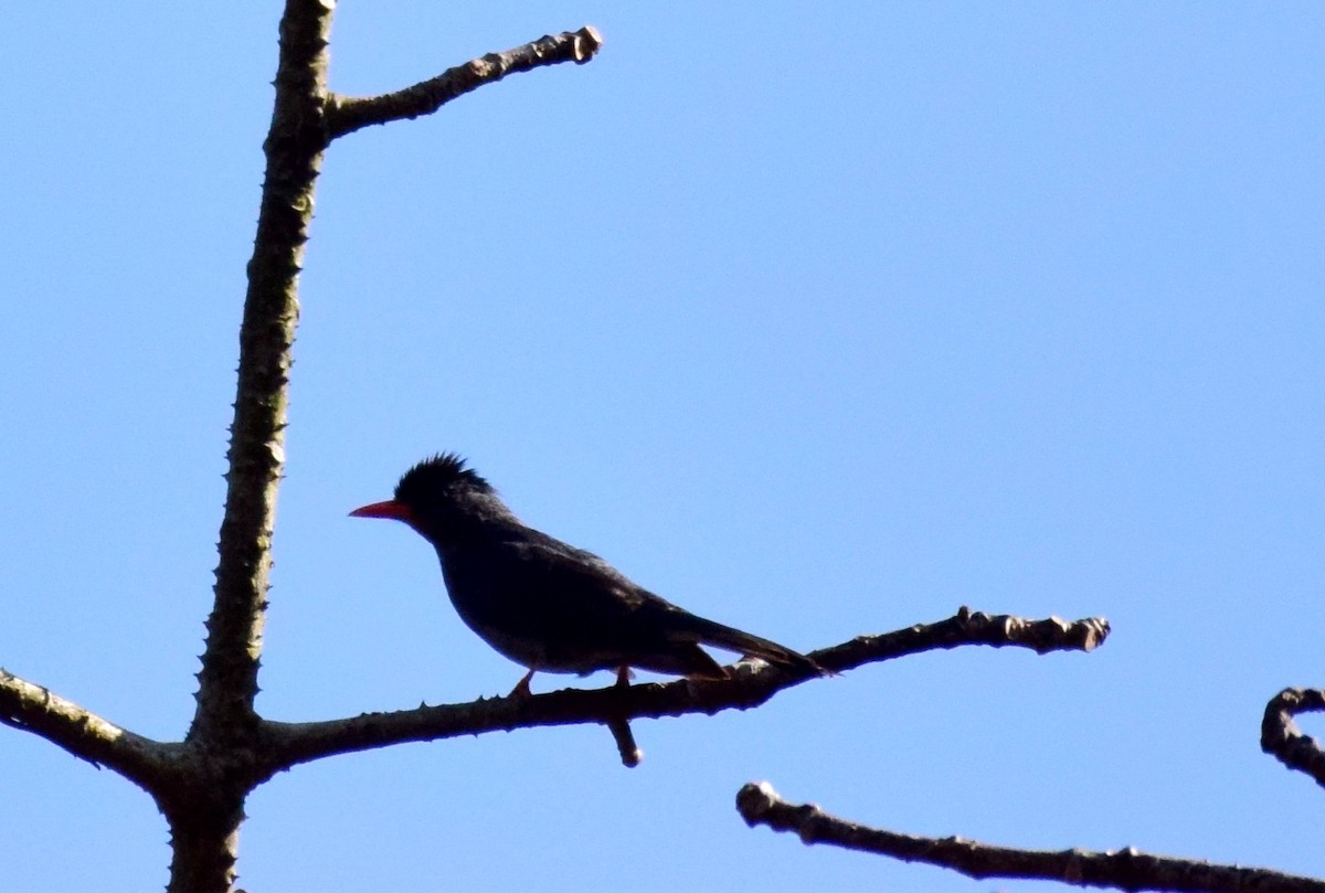 Square-tailed Bulbul - ML77821411