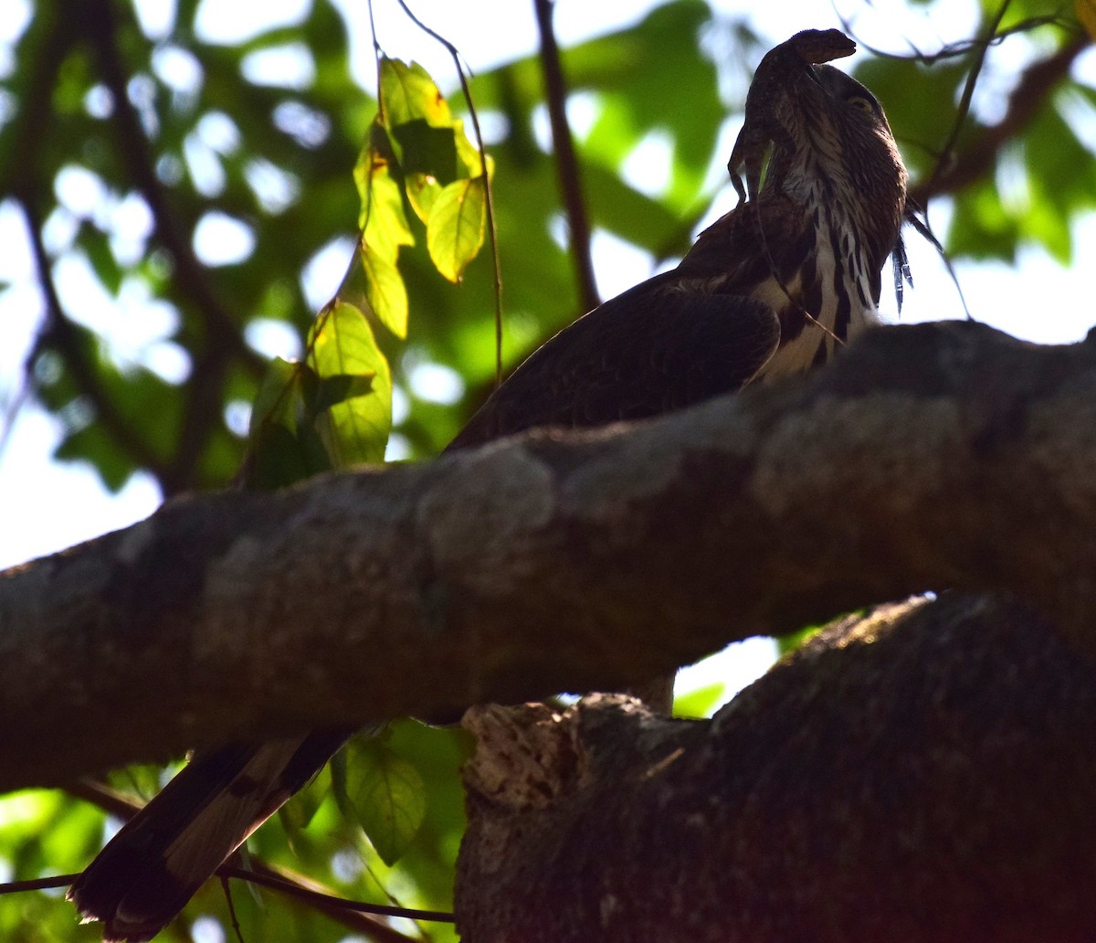 Changeable Hawk-Eagle (Crested) - ML77821451