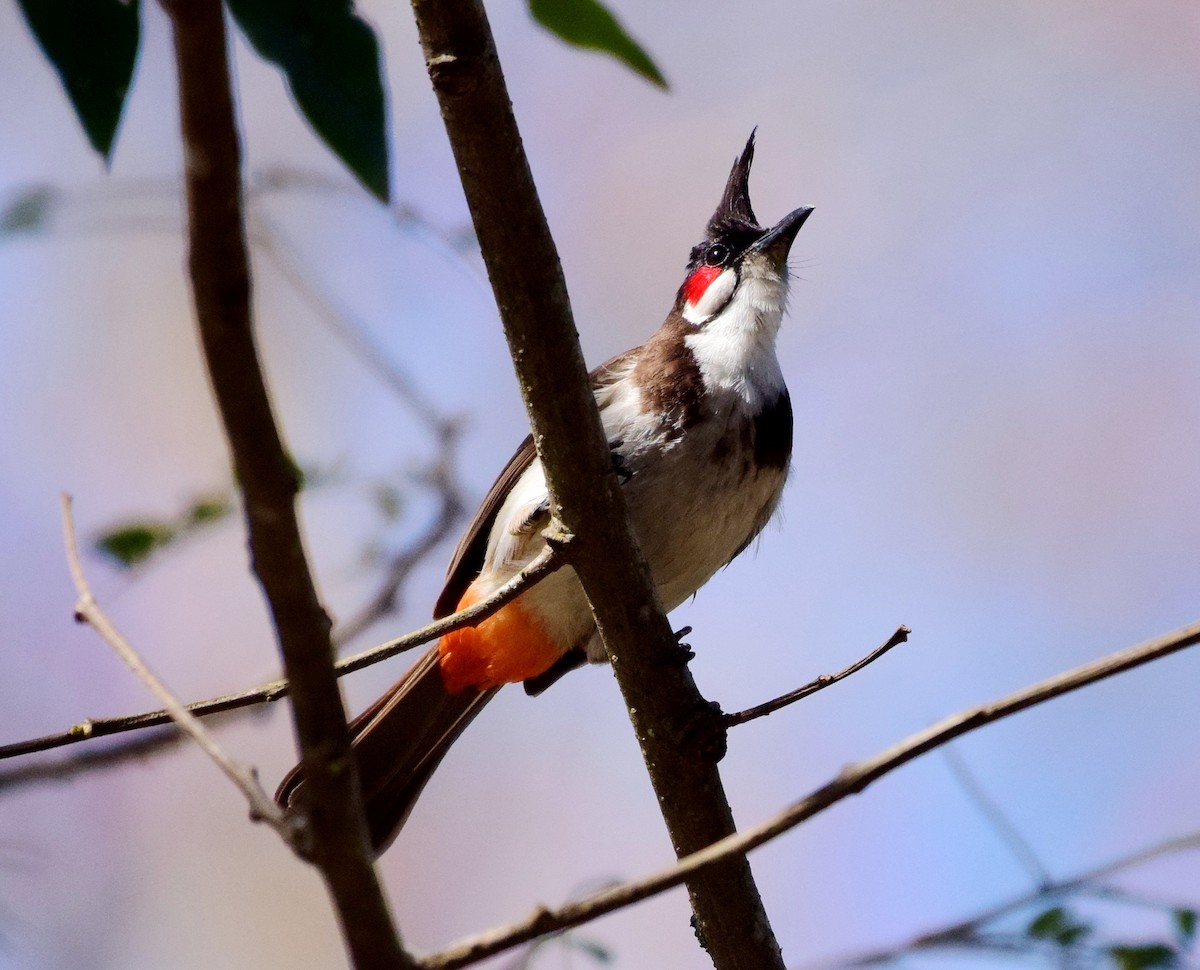 Red-whiskered Bulbul - ML77821611