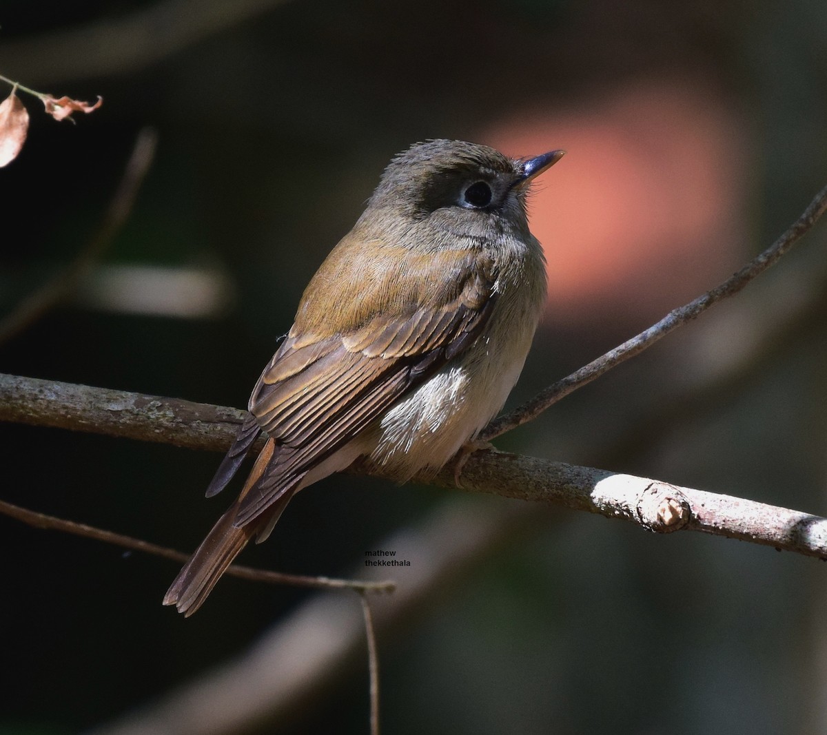 Brown-breasted Flycatcher - ML77821761