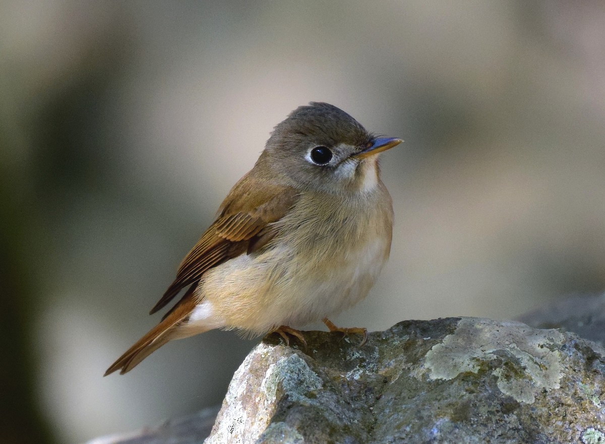 Brown-breasted Flycatcher - ML77821931