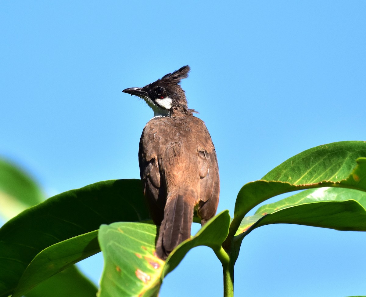 Red-whiskered Bulbul - ML77821981