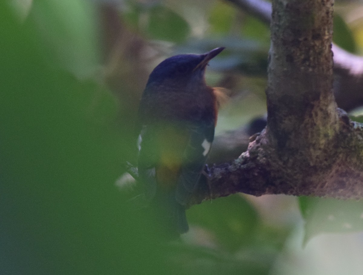 Blue-capped Rock-Thrush - ML77822251