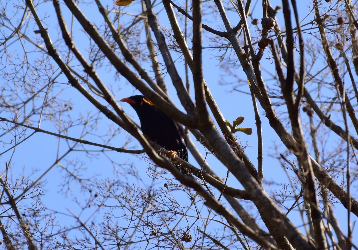 Southern Hill Myna - ML77822481