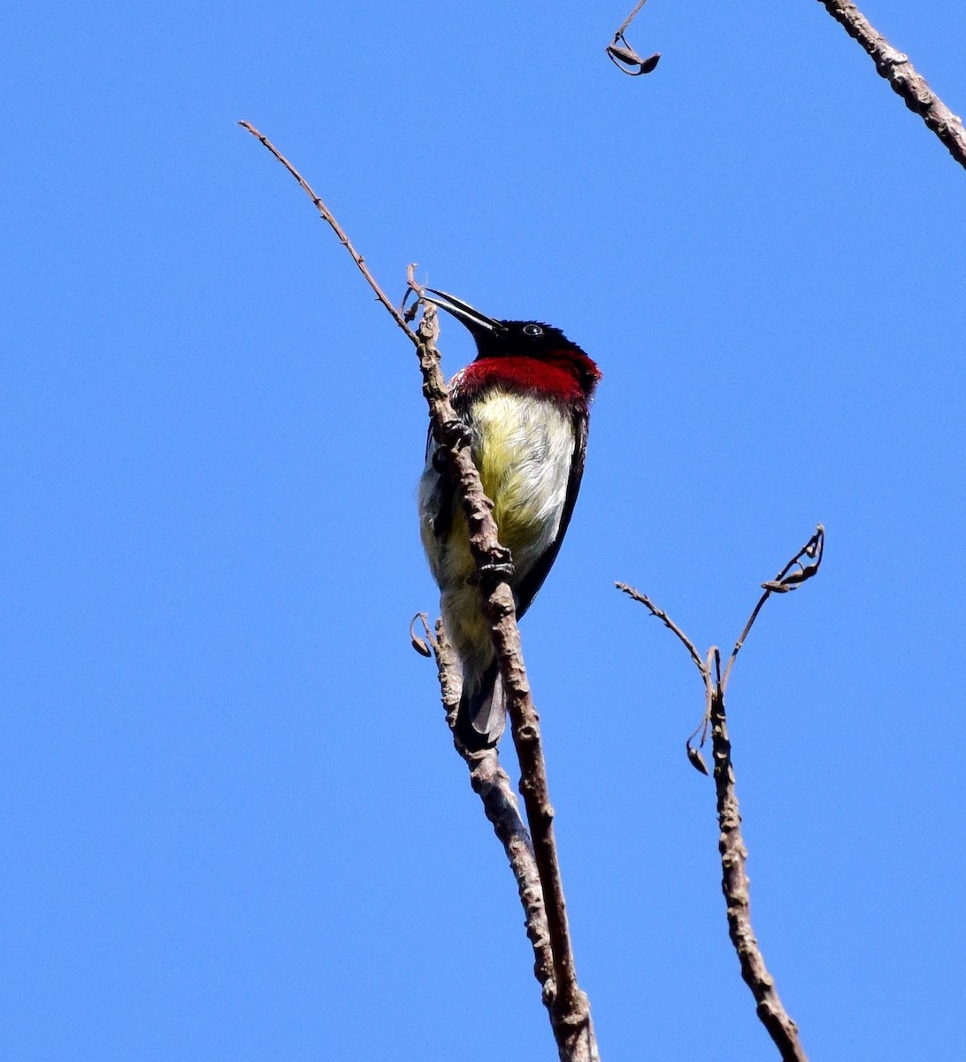 Crimson-backed Sunbird - ML77822801