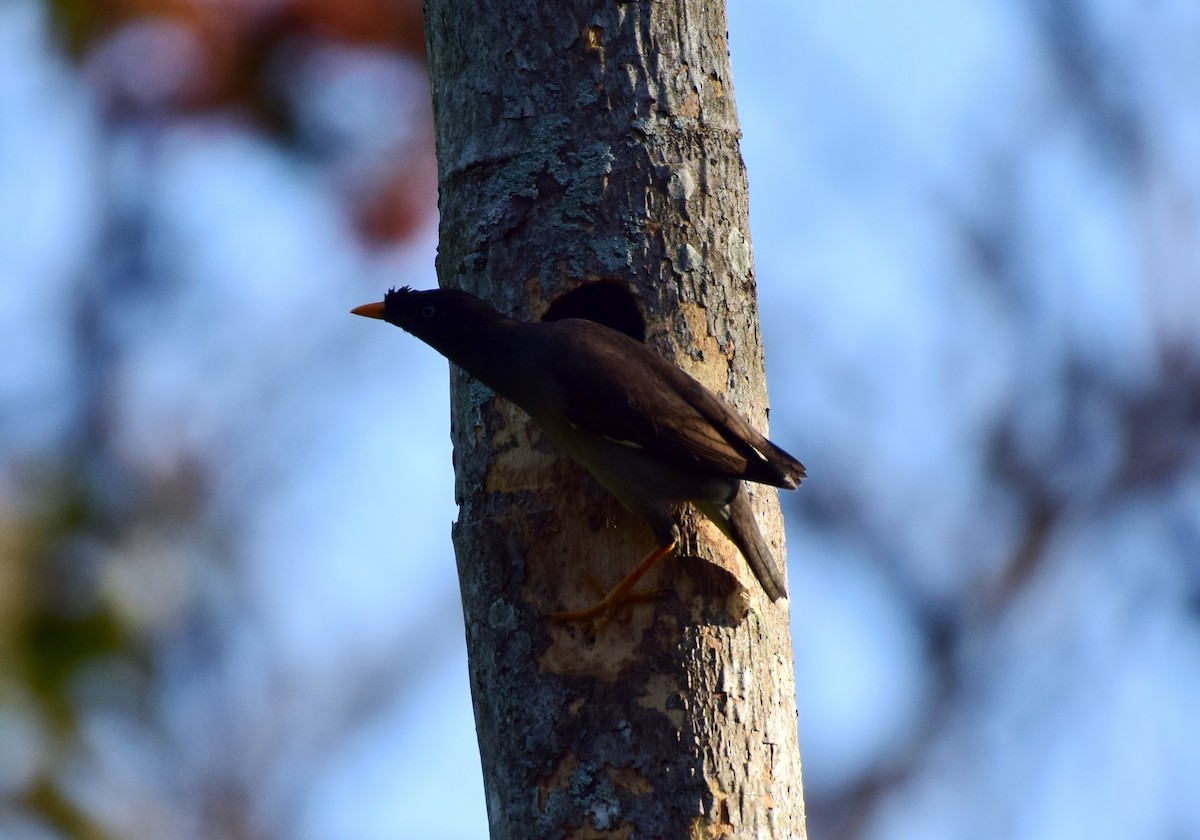 Jungle Myna - ML77822821