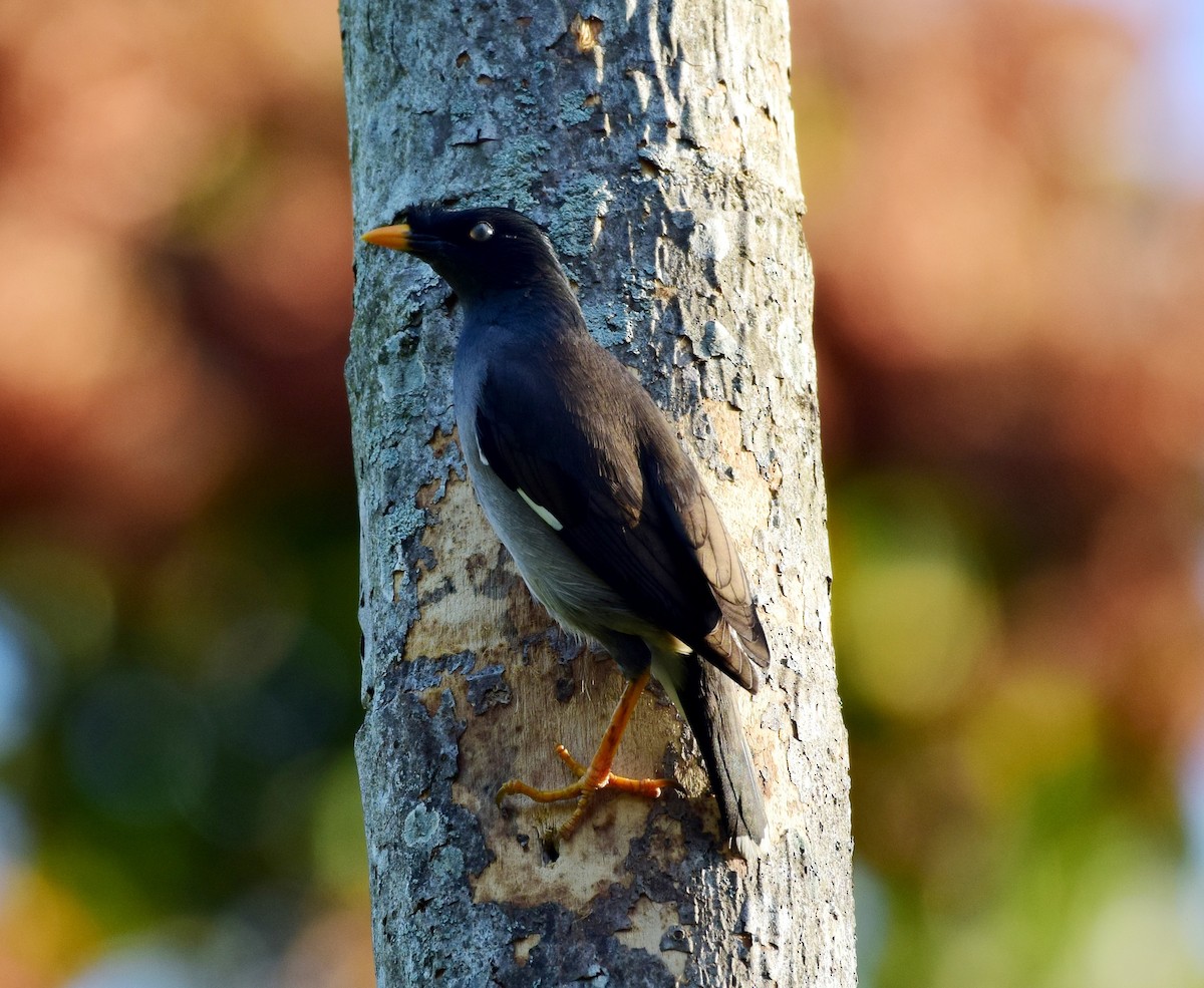 Jungle Myna - ML77822881