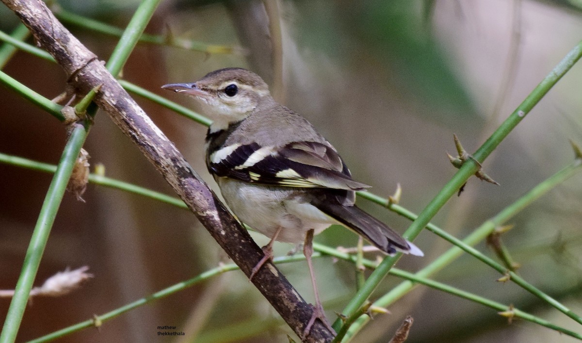 Модны цэгцгий - ML77823011
