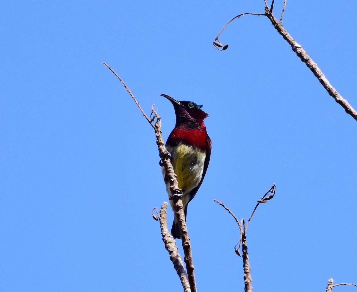 Crimson-backed Sunbird - ML77823021