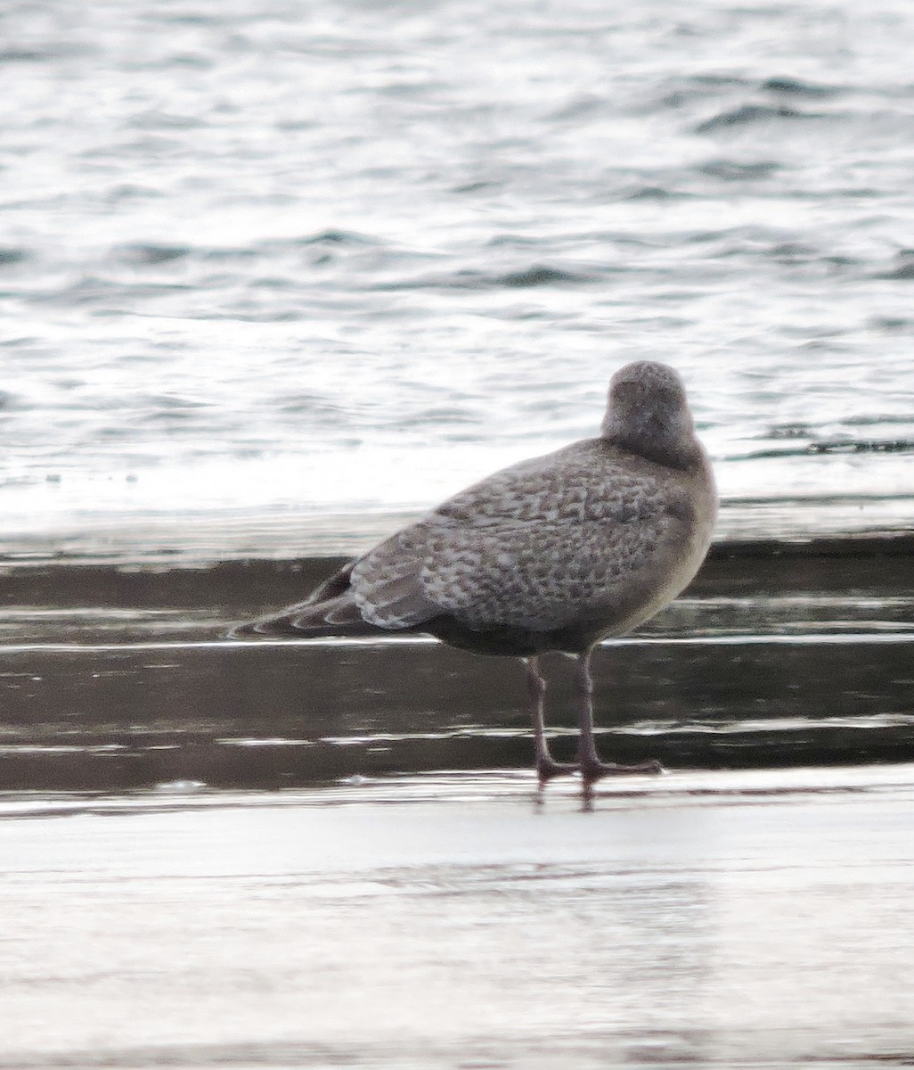 Gaviota Groenlandesa (thayeri) - ML77824201