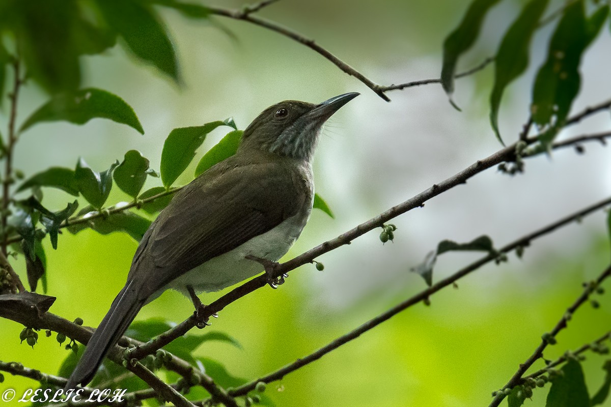 Streaked Bulbul - ML77825651