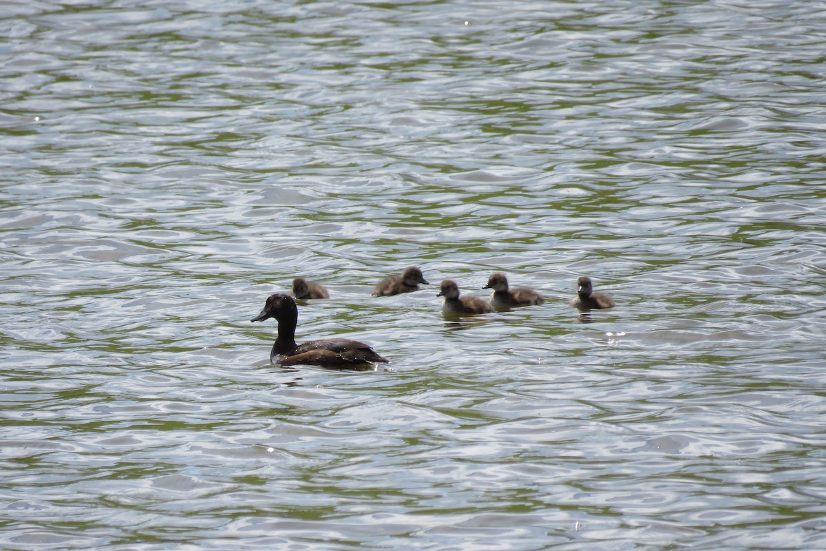 New Zealand Scaup - ML77827271
