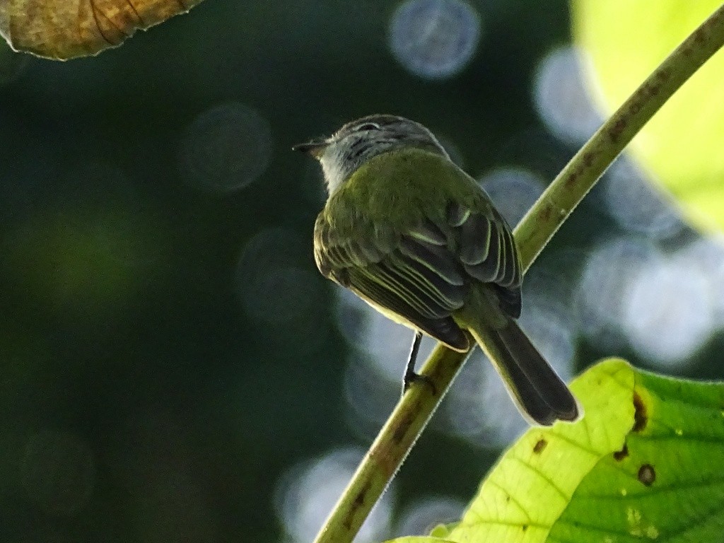 Greenish Elaenia - Jan Meerman