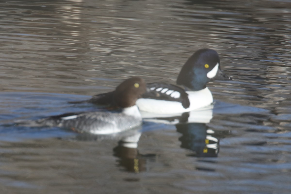 Barrow's Goldeneye - ML77832991