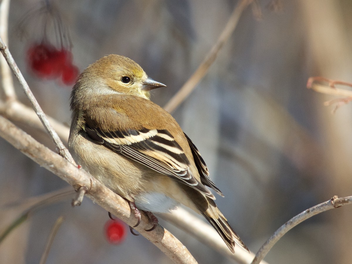 American Goldfinch - ML77835101